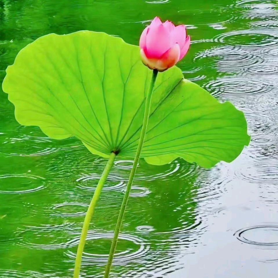 恭喜发财！平平安安！