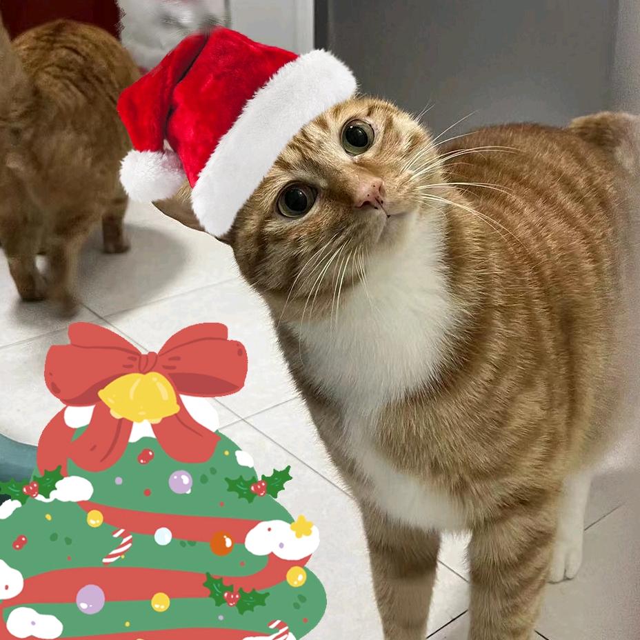 摇摆肉的大脚后跟2.0