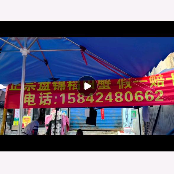 小科盘锦稻田蟹