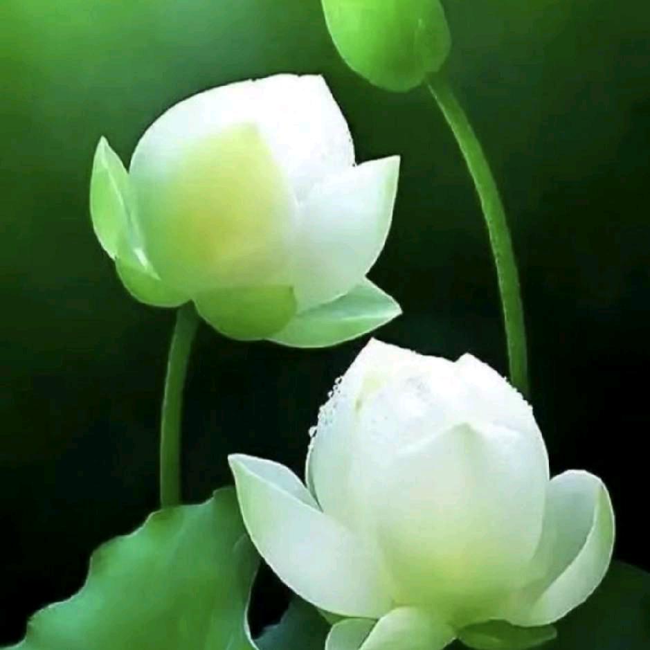 菩提花开