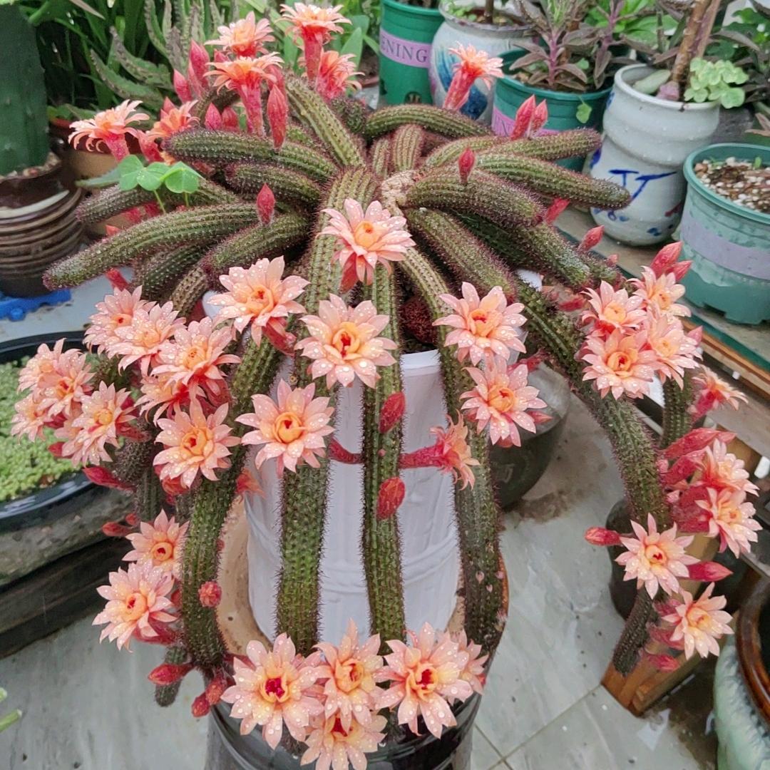 费费楼顶花园🌸🌿🌹💐