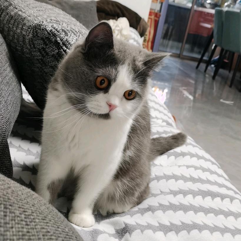 影子