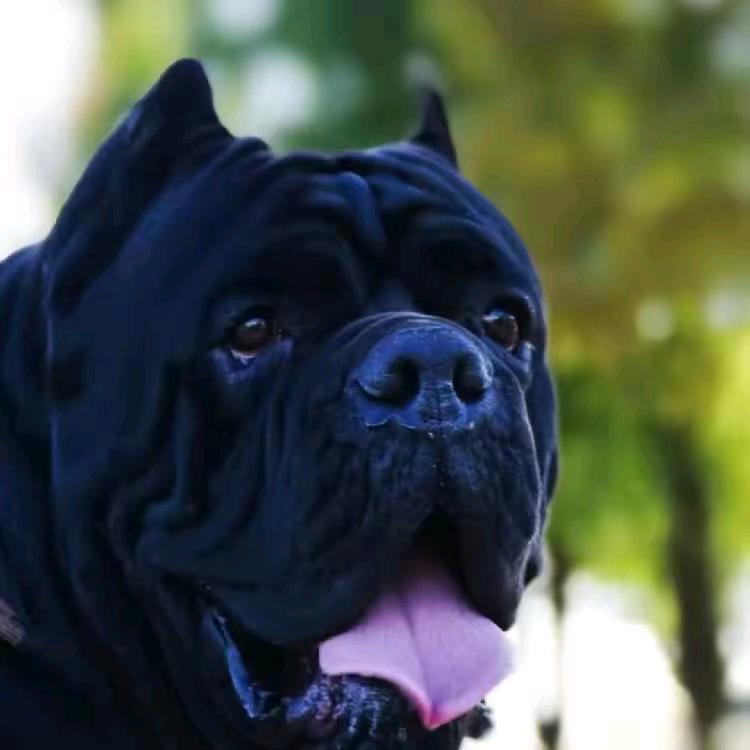 狗老板（卡斯罗，迷你杜宾犬基地）
