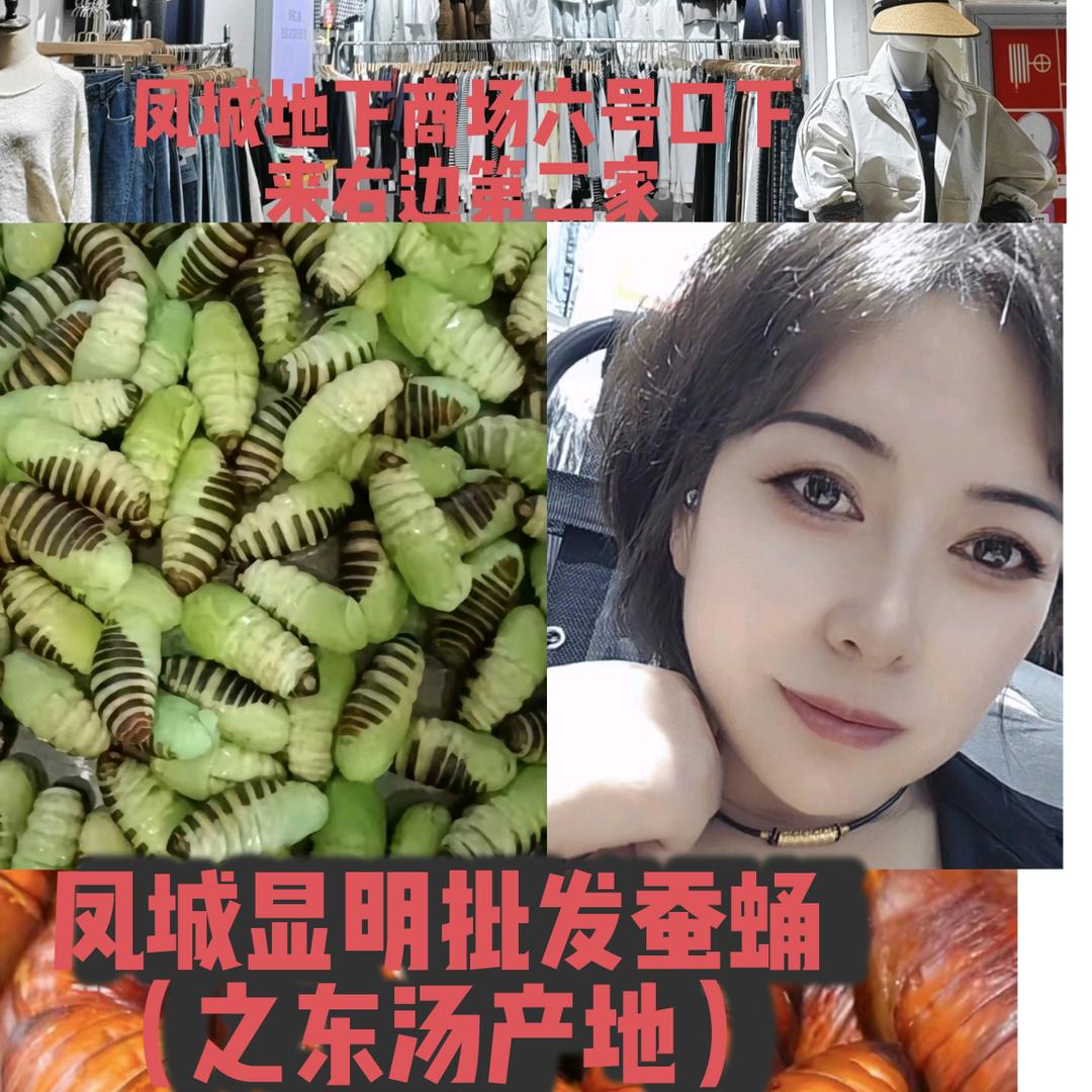 凤城显明蚕蛹批发（之东汤产地）
