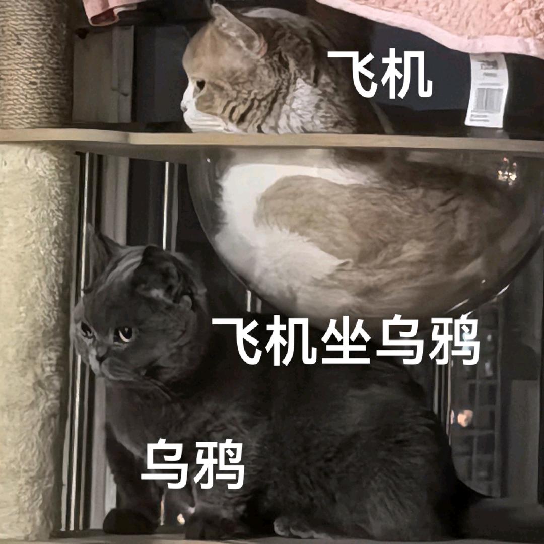 我有三只小猪咪