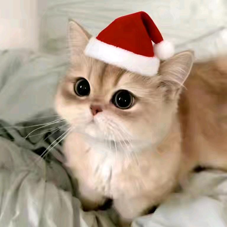 冰冷破碎少女心事