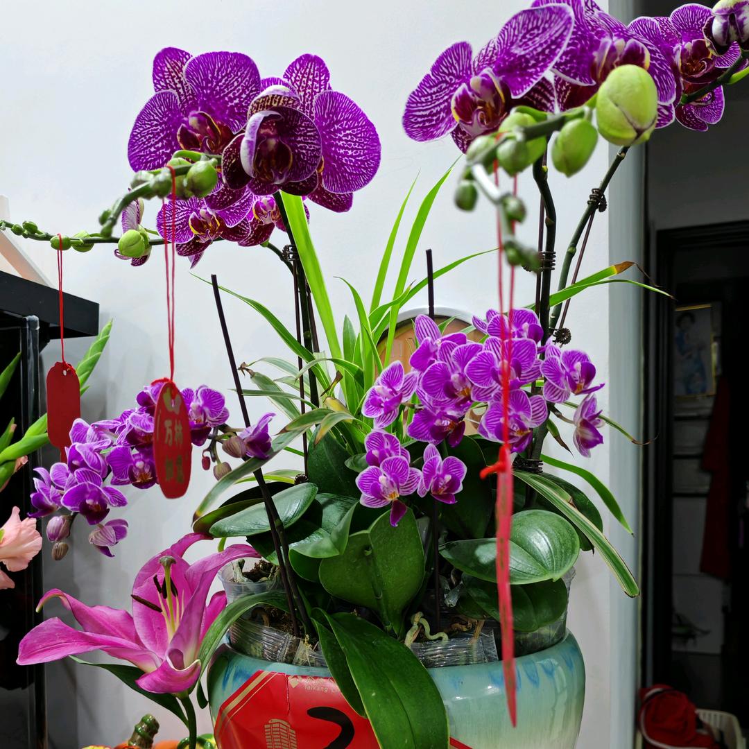 陌上花开，静等风来