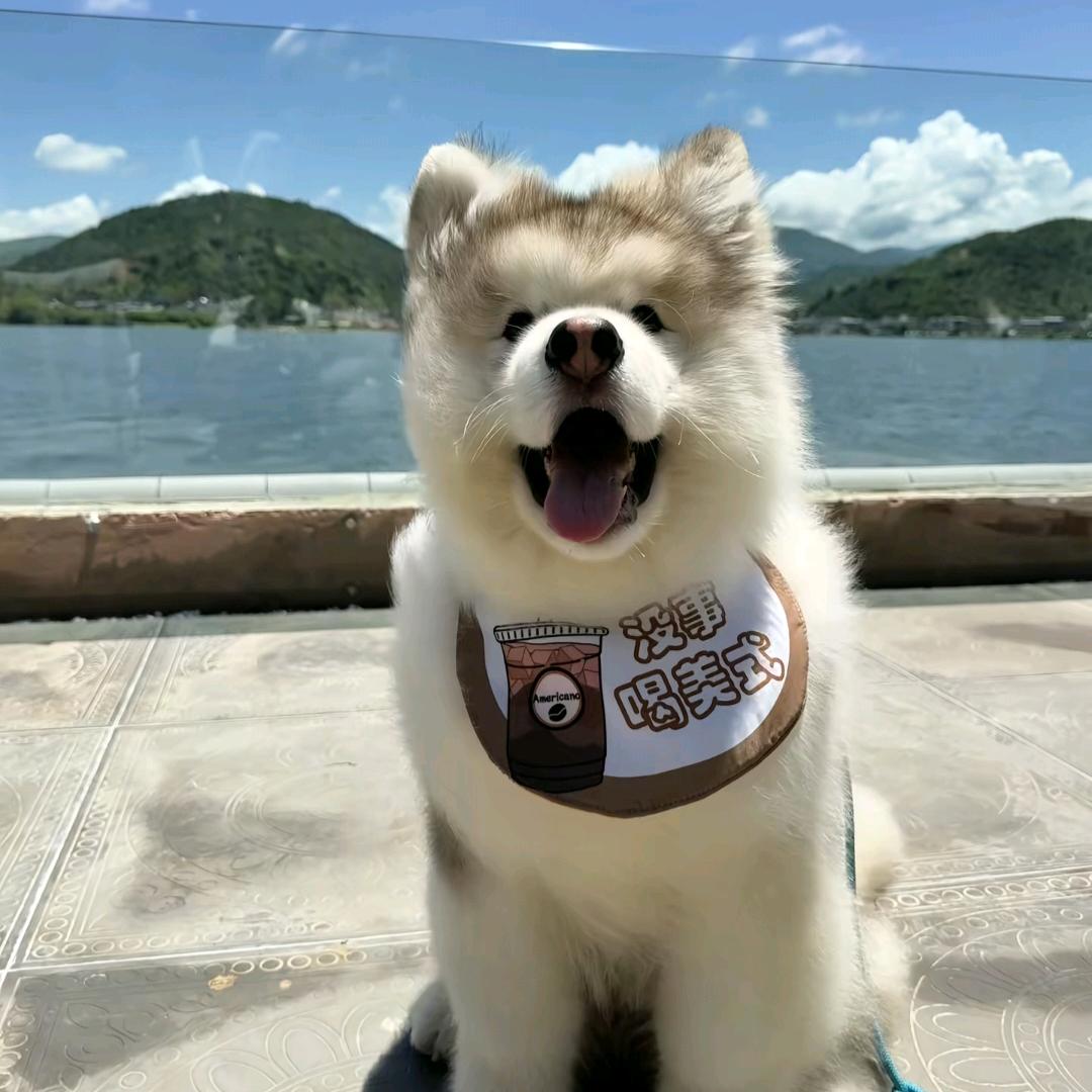 开心的麦辣鸡翅