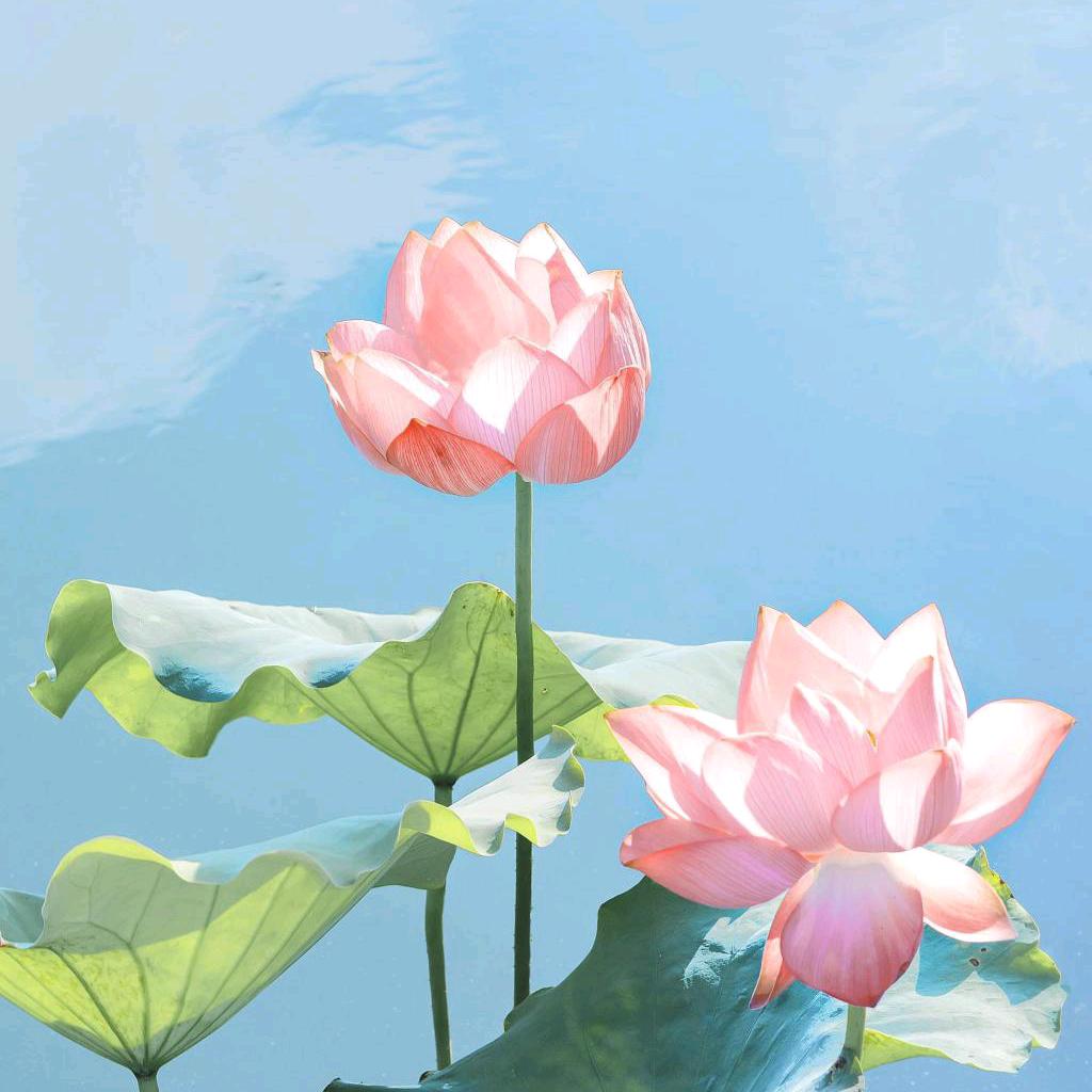 夏末的晨曦