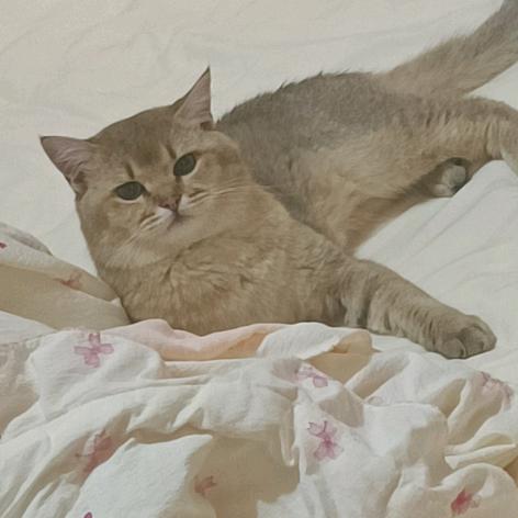 ฅʕ•̫͡•ʔฅ ᑋᵉᑊᑊᵒ