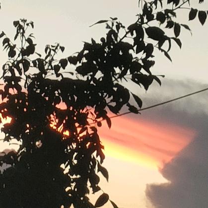 怜雪