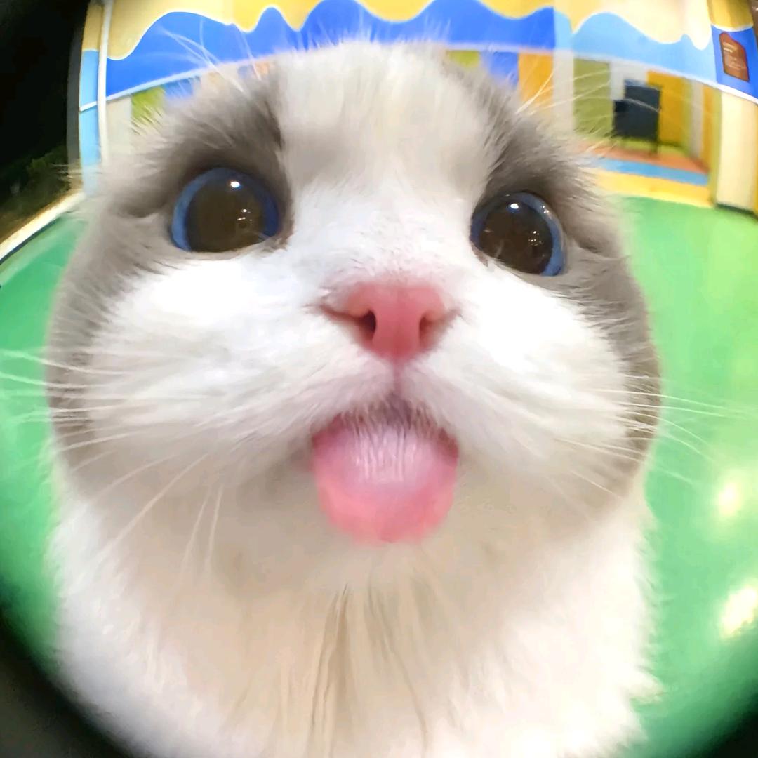 懵
