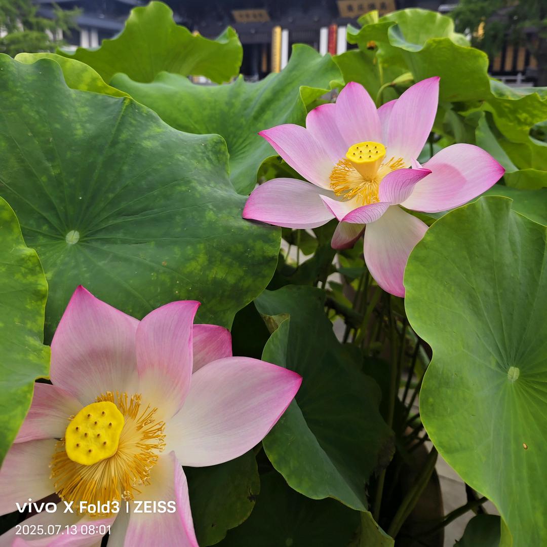 哈柏母婴月嫂培训 李老师