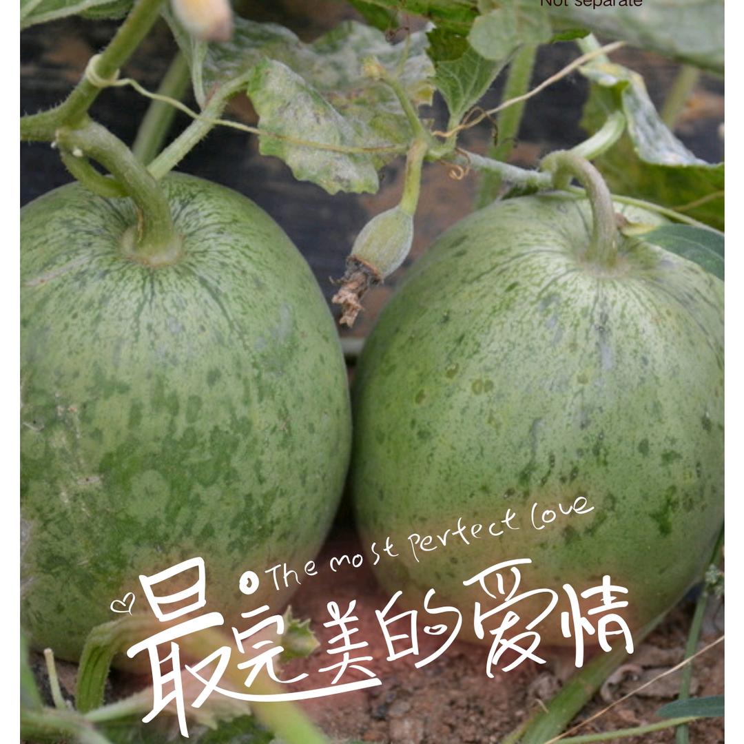 瓜  瓜