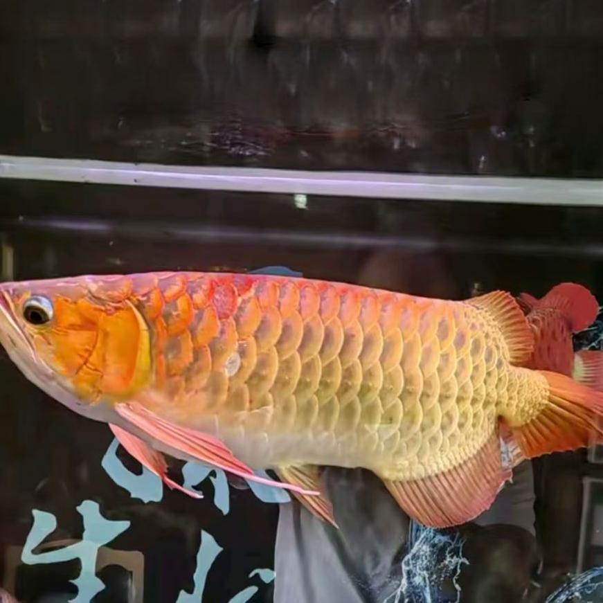 ༺ཌༀ遗忘🇨🇳🍀ༀད༻