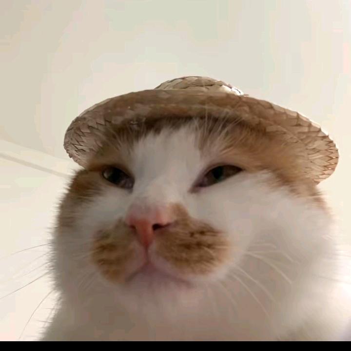 惆怅哥