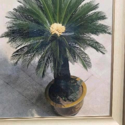 千年铁树