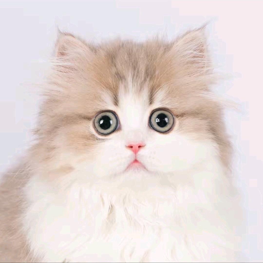 肥肥小猪咪（粉丝号）