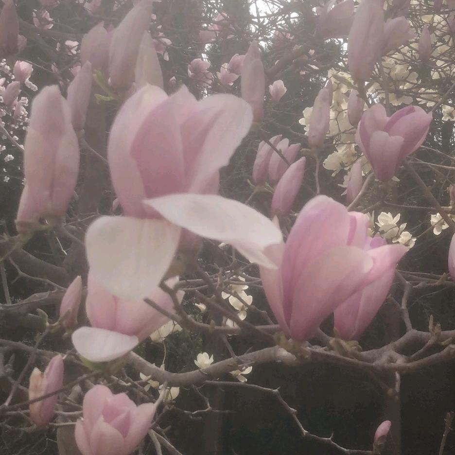 幽幽清莲