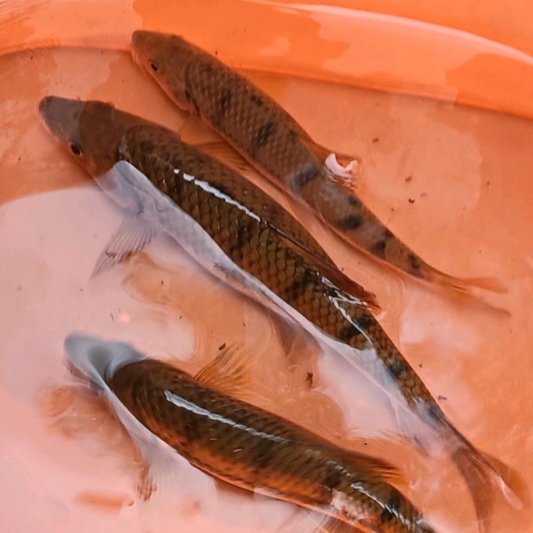 新昌小胡子户外🎣