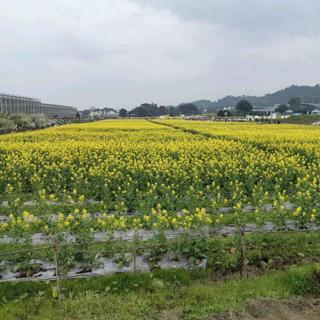 淡云流水度此生