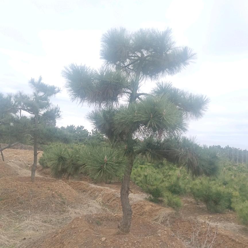 承接各地苗木营销