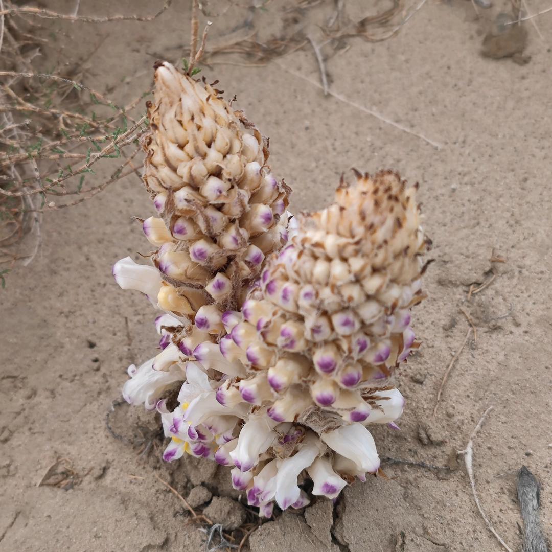 🌈🌹春去秋来🌹🌈