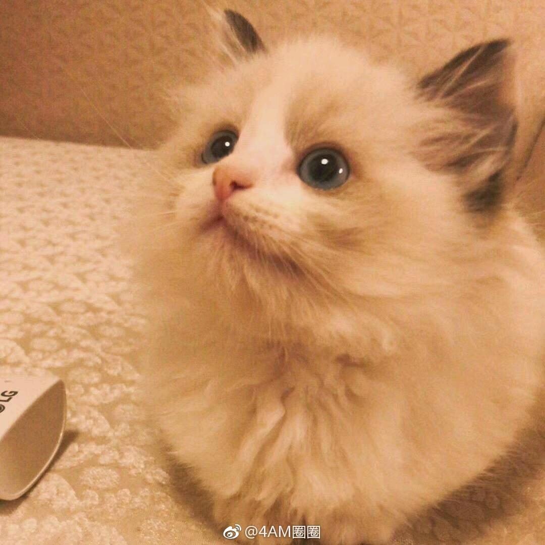 陈姨