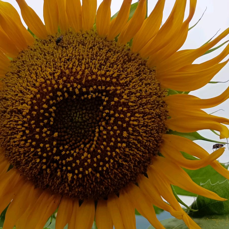 葵花
