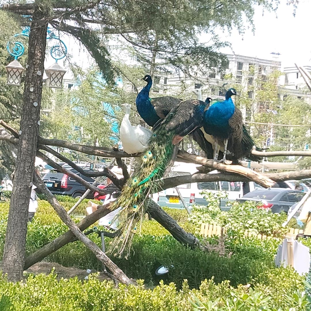 ♥❤️杨💖💖