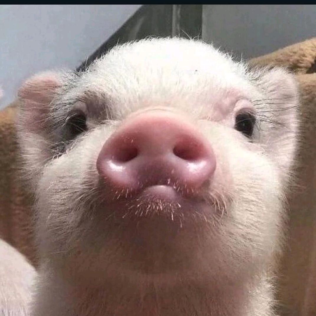 哆来咪