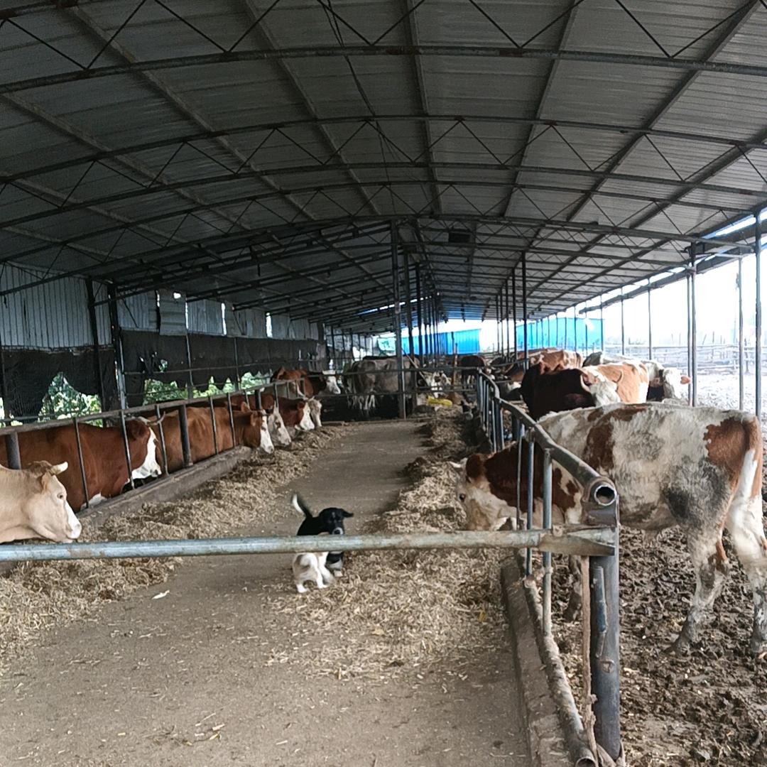 东营市垦利区雅豪牛肉超市