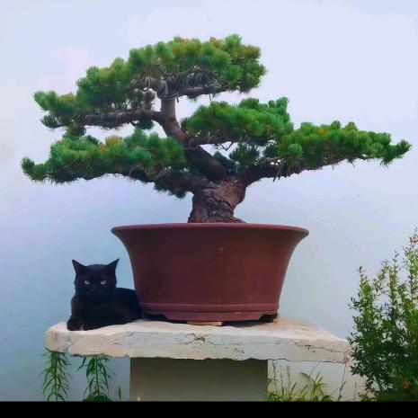 草木良缘