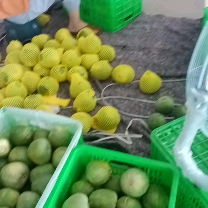 刘平
