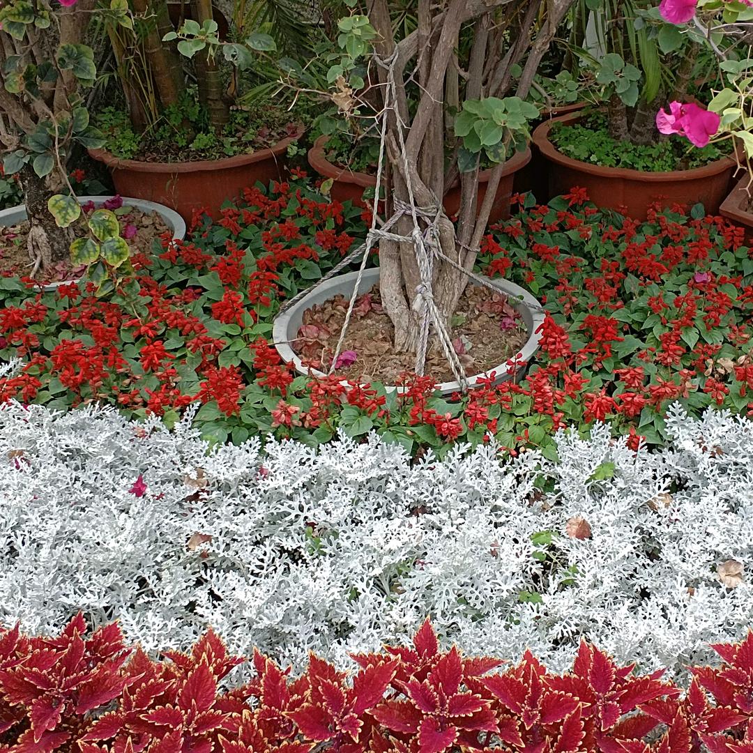 茉茉