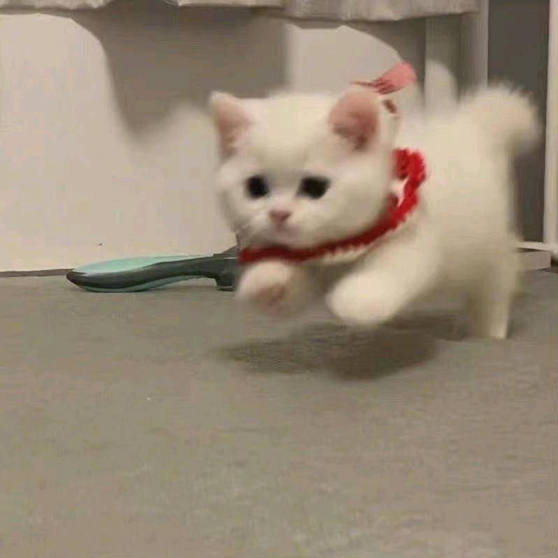 阿姚