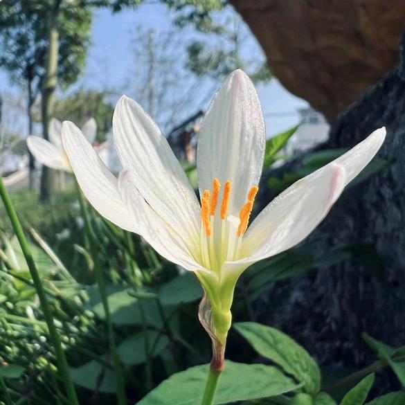 听花妍绿植