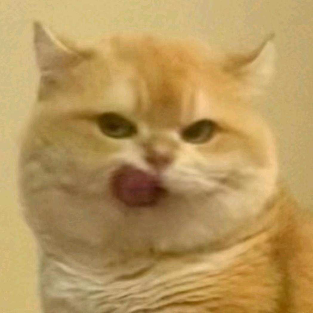 meme小猫