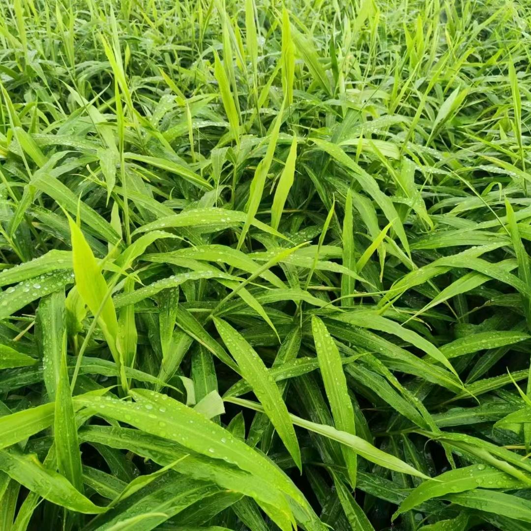 科学施肥