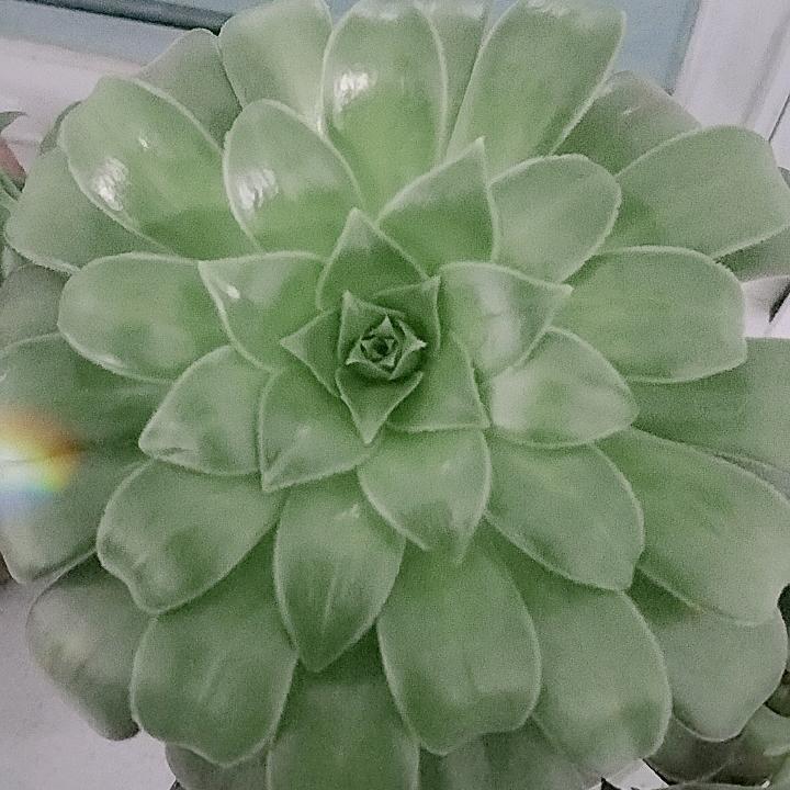 致青春