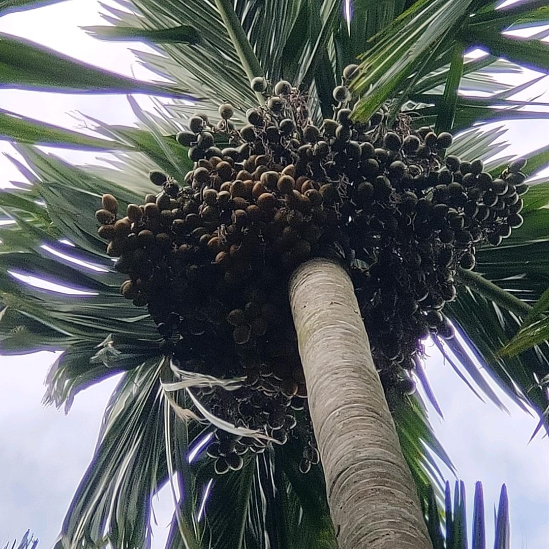 南港清风