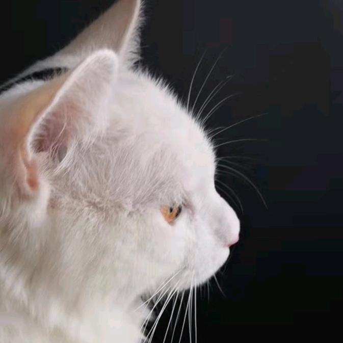 岳十三🐱