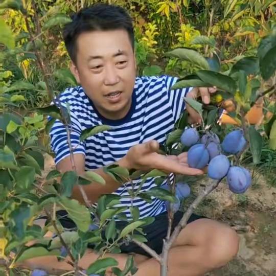 平邑县盛燊苗木购销中心企业店