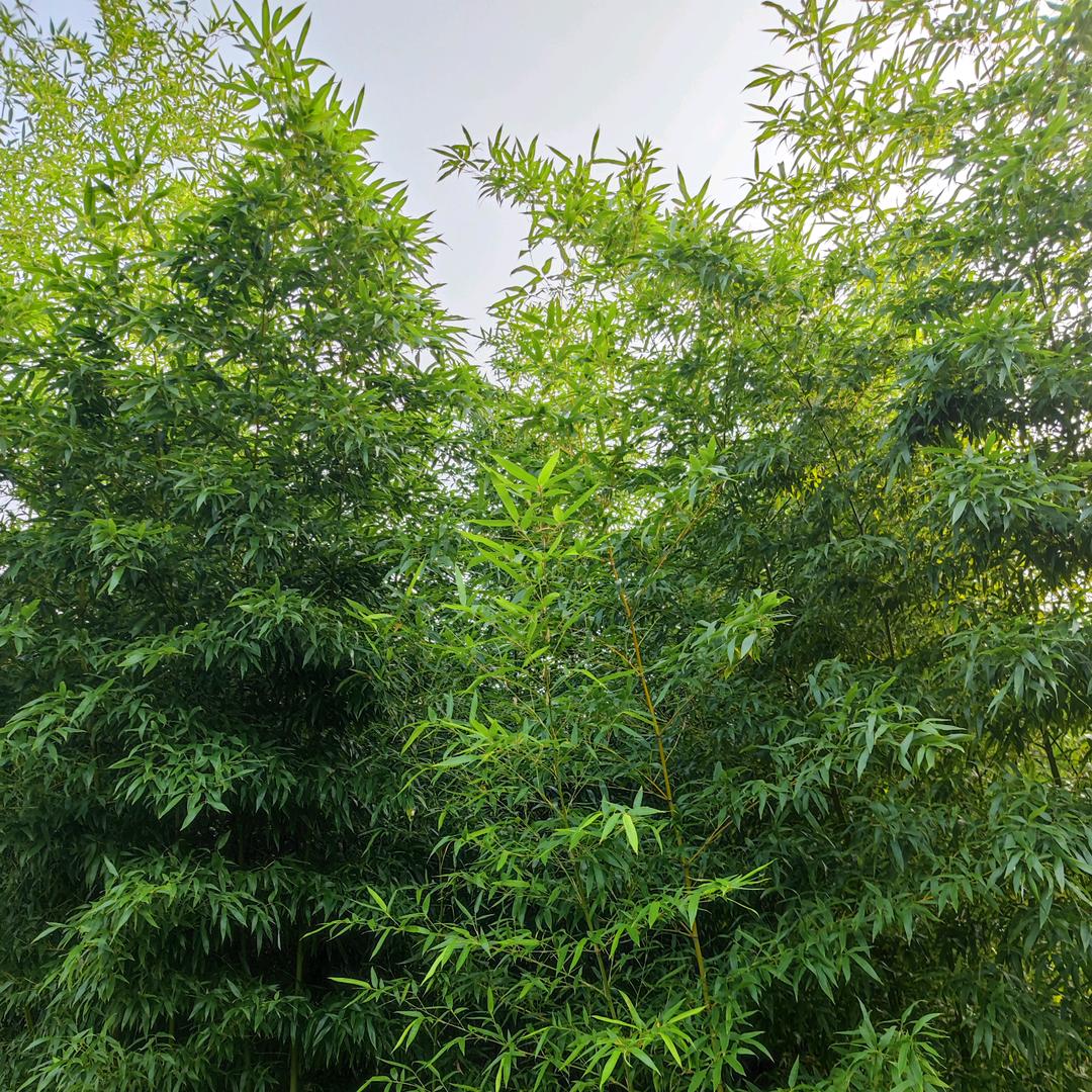 鲁竹仙踪🎋