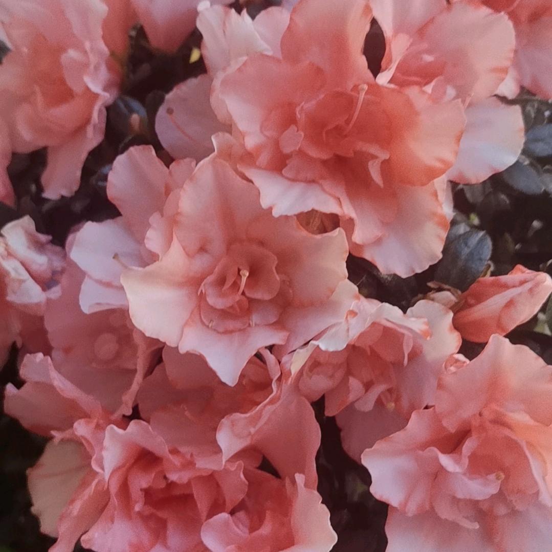 花草相随