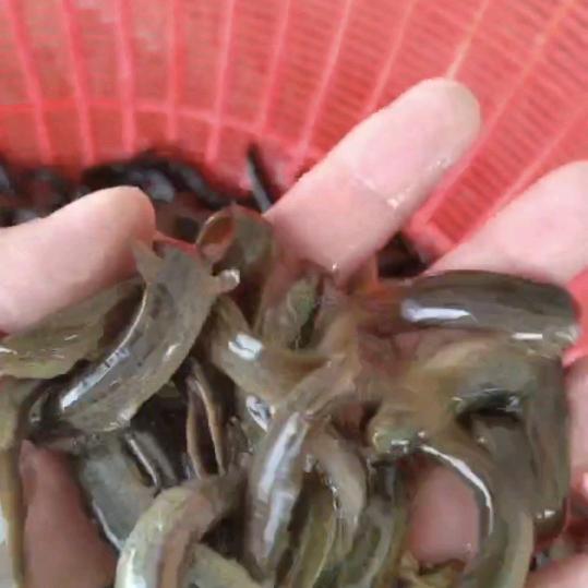 杂交泥鳅苗批发