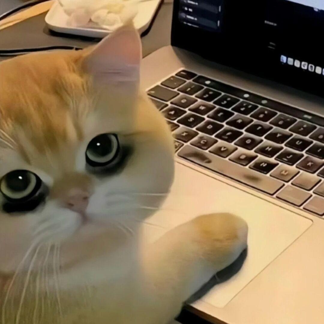 鱼头𝒀𝒐𝒕𝒐𝒖
