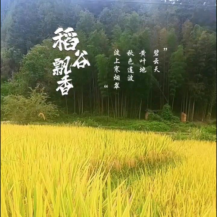 咸鱼爱生活