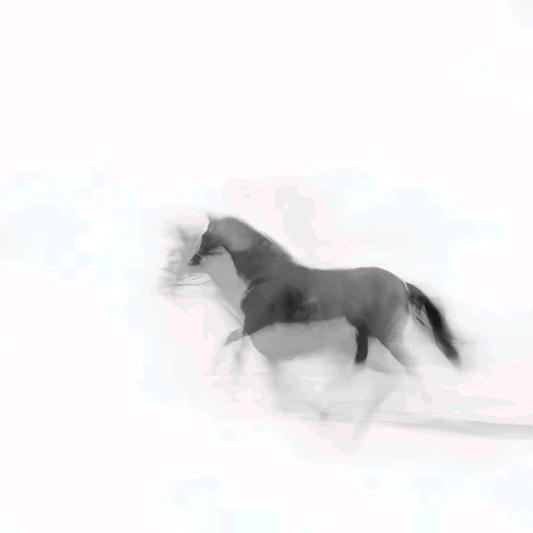 好笨