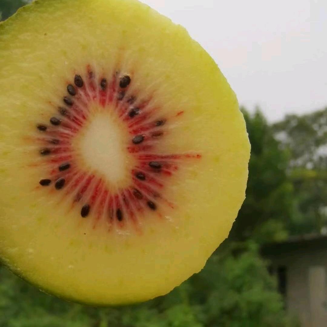 农太子
